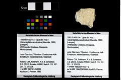 Foto (Objekt + Etikett) von Cracensigillatus acutirostrus (Moericke, 1889)  (NHMW-GEO-1990-0041-0377a)
